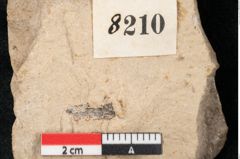 Foto (Detailansicht) von Callitris brongniartii Endl. (NHMW-GEO-2024-0188-8210)